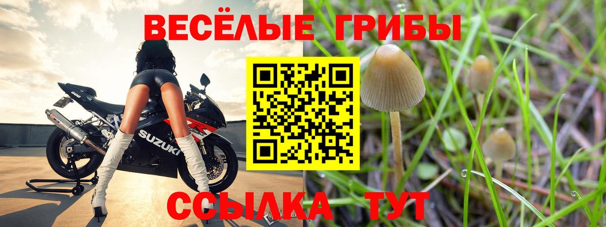 Псилоцибиновые грибы Psilocybine cubensis Богородск